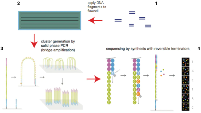 Next_Generation_Sequencing